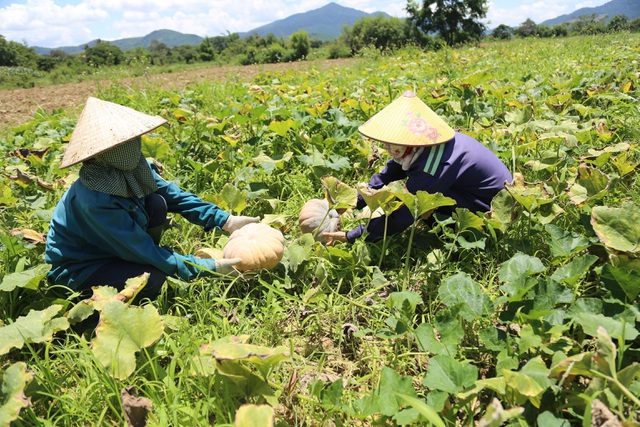 Bán 20 kg bí đỏ chưa mua nổi bát phở, nông dân khóc ròng - 4