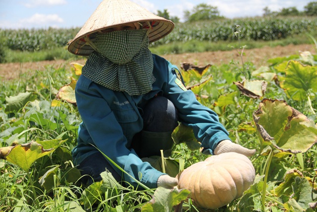 Bán 20 kg bí đỏ chưa mua nổi bát phở, nông dân khóc ròng - 1