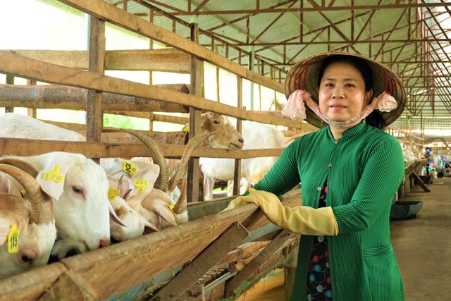 Nuôi dê lấy sữa, nông dân ở Hậu Giang bỏ túi hàng trăm triệu đồng mỗi năm - 1