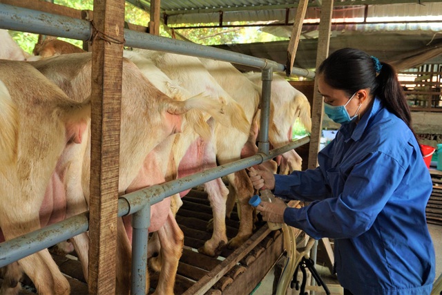 Nuôi dê lấy sữa, nông dân ở Hậu Giang bỏ túi hàng trăm triệu đồng mỗi năm - 2