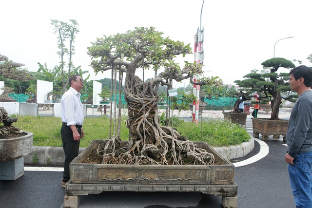 Mãn nhãn cây đa dáng làng có giá 2 tỷ đồng “độc nhất vô nhị” ở Hà Nội - 1