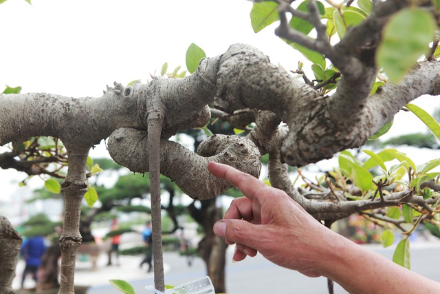 Mãn nhãn cây đa dáng làng có giá 2 tỷ đồng “độc nhất vô nhị” ở Hà Nội - 10
