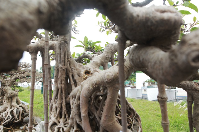 Mãn nhãn cây đa dáng làng có giá 2 tỷ đồng “độc nhất vô nhị” ở Hà Nội - 11