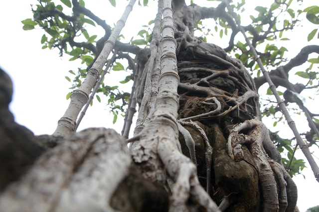 Mãn nhãn cây đa dáng làng có giá 2 tỷ đồng “độc nhất vô nhị” ở Hà Nội - 4