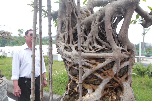 Mãn nhãn cây đa dáng làng có giá 2 tỷ đồng “độc nhất vô nhị” ở Hà Nội - 5