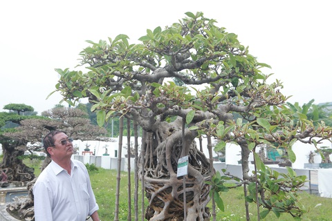 Mãn nhãn cây đa dáng làng có giá 2 tỷ đồng “độc nhất vô nhị” ở Hà Nội