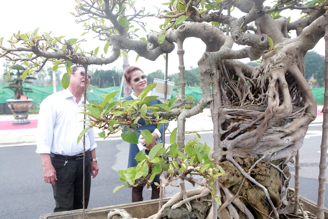 Mãn nhãn cây đa dáng làng có giá 2 tỷ đồng “độc nhất vô nhị” ở Hà Nội - 7