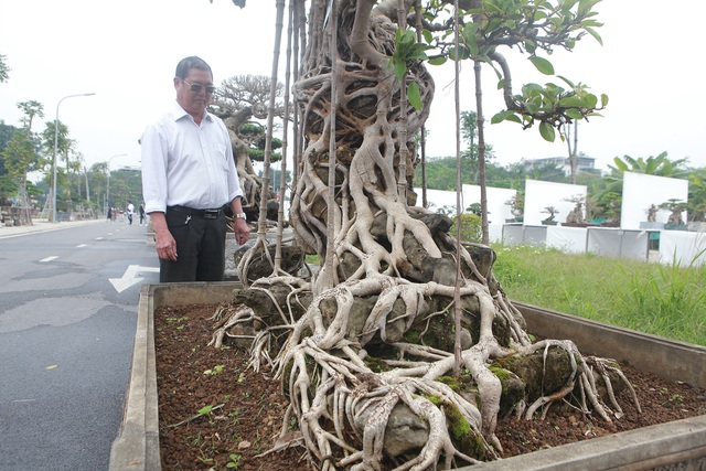 Mãn nhãn cây đa dáng làng có giá 2 tỷ đồng “độc nhất vô nhị” ở Hà Nội - 8