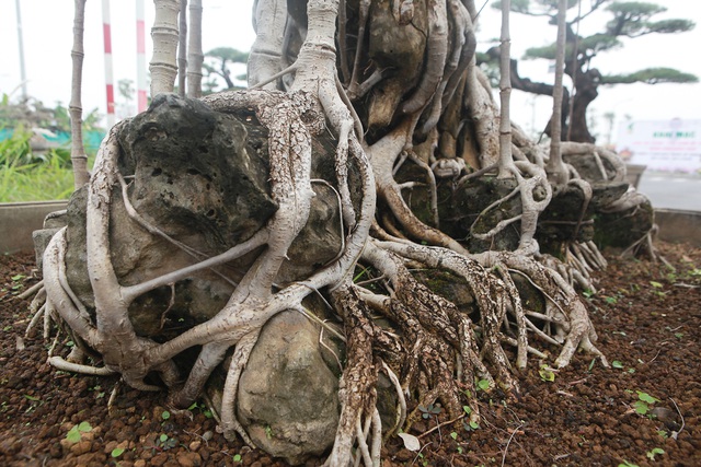 Mãn nhãn cây đa dáng làng có giá 2 tỷ đồng “độc nhất vô nhị” ở Hà Nội - 9