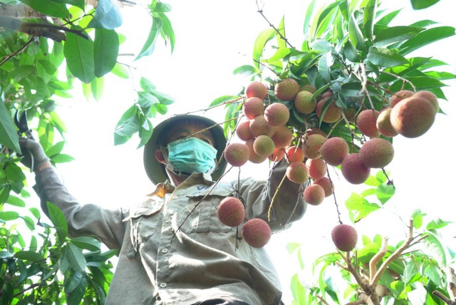 Vải thiều sang Nhật giá 380.000 đồng/kg, ngày đầu tiên hết veo 20 tấn - 2