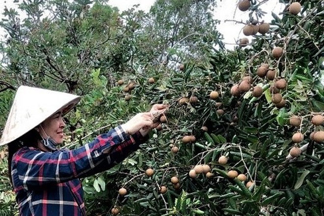 Sóc Trăng: Nhãn trái to, dày cơm, xuống giá vẫn khó bán vì dịch Covid-19 - 1