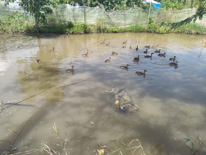 Nuôi chim trời lạ đời, lão nông cứ bán một con be bé cũng có giá cả trăm ngàn đồng - 2