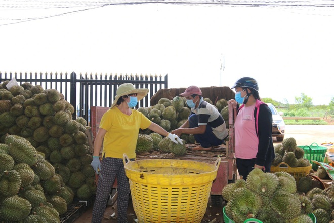 Sầu riêng hóa sầu chung, loạt vựa trái cây mất cả trăm triệu một đêm - 1