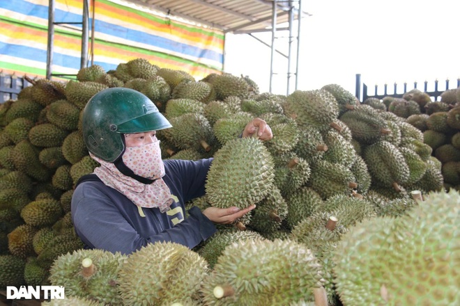 Sầu riêng hóa sầu chung, loạt vựa trái cây mất cả trăm triệu một đêm - 2