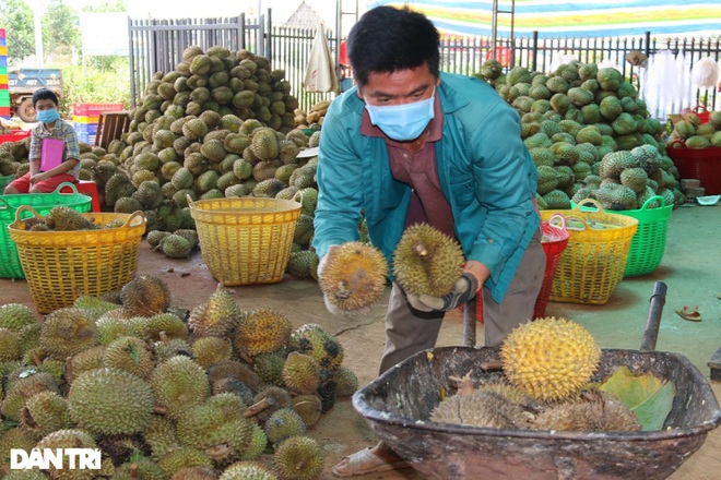 Sầu riêng hóa sầu chung, loạt vựa trái cây mất cả trăm triệu một đêm - 3