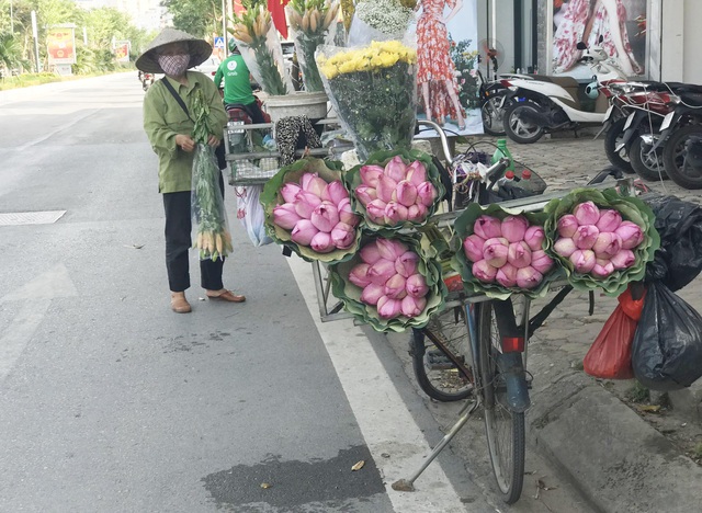 Bỏ tiền thật rước phải sen rởm, đâu là cách phân biệt? - 1