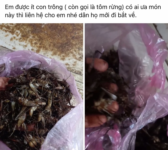 Tôm rừng bò chi chít trên cây, giá nửa triệu đồng/kg - 2