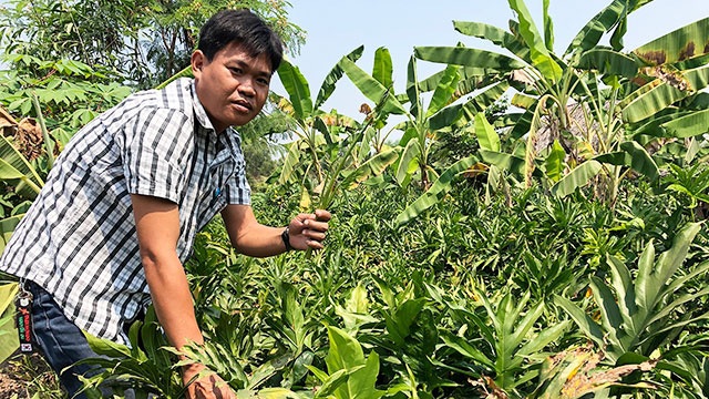 Nông dân thành phố trồng la liệt rau dại trước ăn chống đói, nay bán đắt như tôm tươi - 1