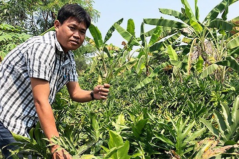 Nông dân thành phố trồng la liệt rau dại trước ăn chống đói, nay bán đắt như tôm tươi