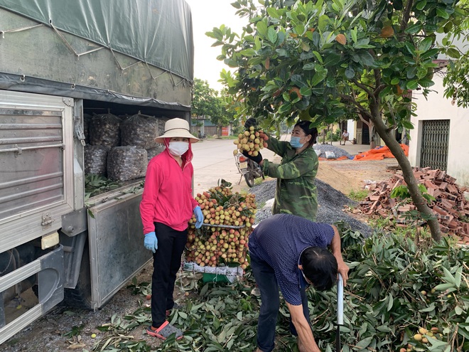 Bắc Giang xin làn xanh cho xe vận chuyển vải lưu thông nhanh chóng - 4