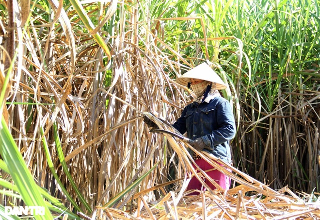 Vào chính vụ, người dân ở thủ phủ mía Đà Nẵng vừa thu hoạch vừa lo - 3