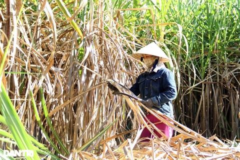 Vào chính vụ, người dân ở thủ phủ mía Đà Nẵng vừa thu hoạch vừa lo