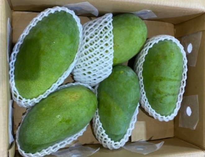 Xoài xanh Việt Nam bay sang Úc giá gần 300.000 đồng/kg - 1